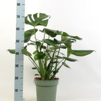 Monstera deliciosa 6 stek pp