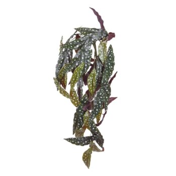 Begonia Maculata kunst hangplant