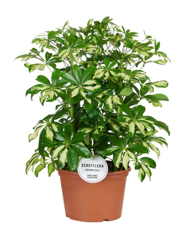 Schefflera Gerda Toef