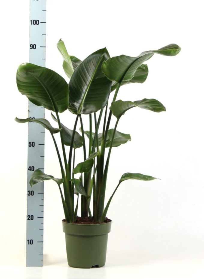 Strelitzia Nicolai