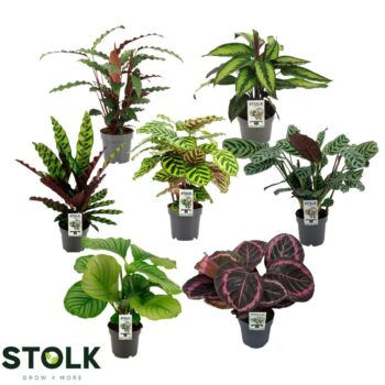 Calathea Mix