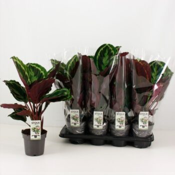 Calathea Medallion