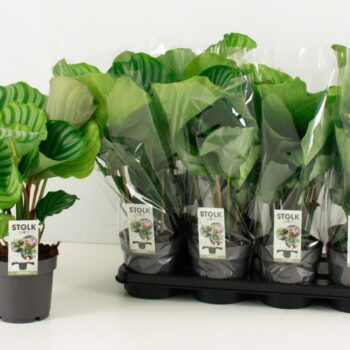 Calathea Orbifolia