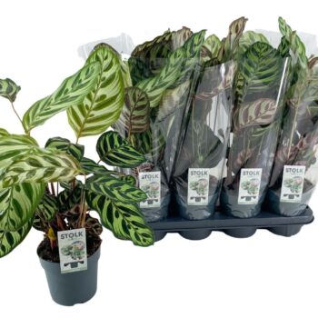 Calathea Makoyana
