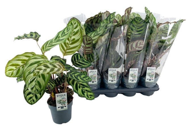 Calathea Makoyana