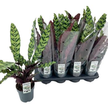 Calathea Lancifolia Insignis