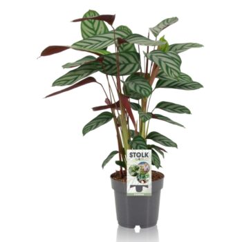 Ctenanthe Exotica
