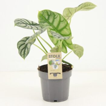 Alocasia Nebula Silver