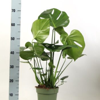 Monstera deliciosa 3 stek pp