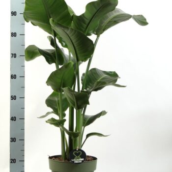 Strelitzia Nicolai