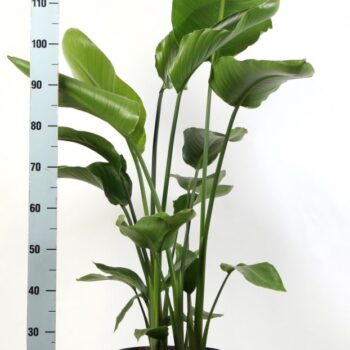 Strelitzia Nicolai
