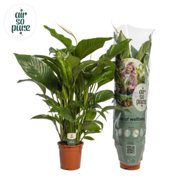 Spathiphyllum Sweet Lauretta
