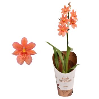Cambria 'Nelly Isler Oranje'