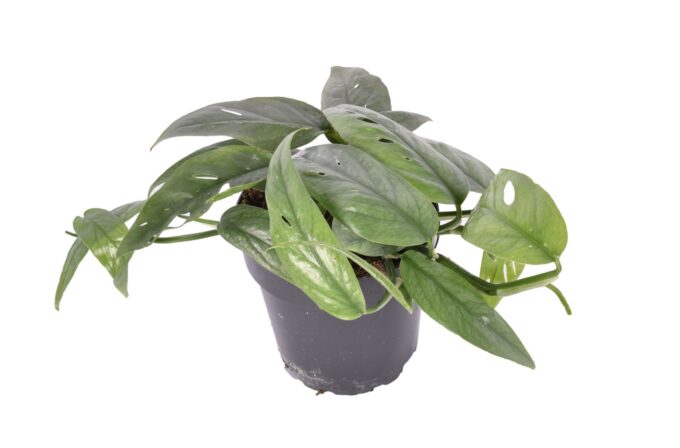 Epipremnum Cebu Blue