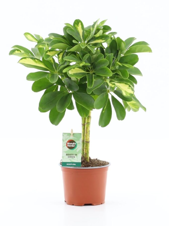 Schefflera Gold Capella