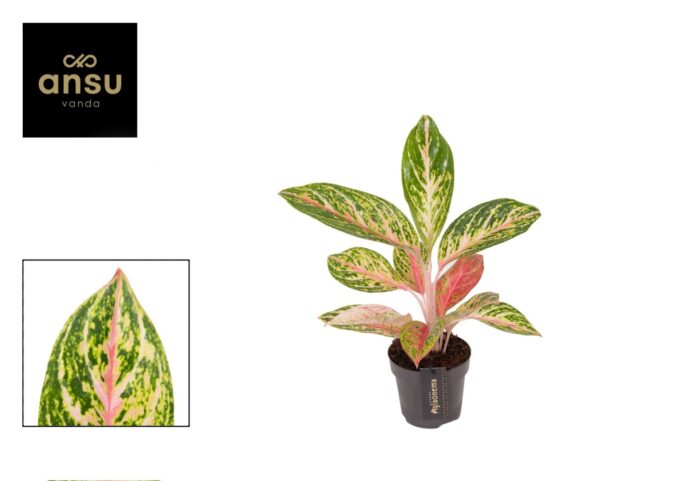 Aglaonema Coco Melon
