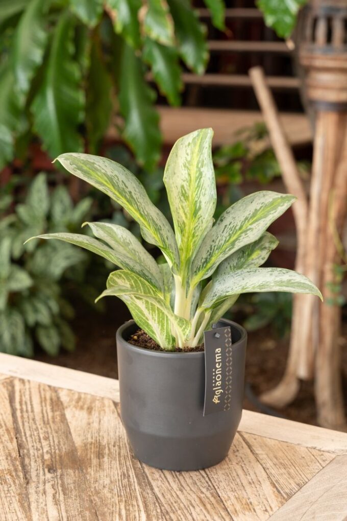 Aglaonema Emerald Stone