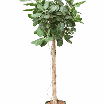 Ficus benghalensis 'Audrey' Stem