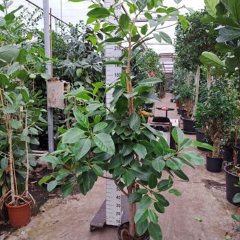 Ficus altissima