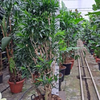 Dracaena reflexa pleomele vertakt XXL 240