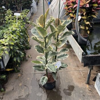 Ficus Tineke