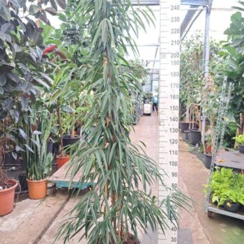 ficus ali