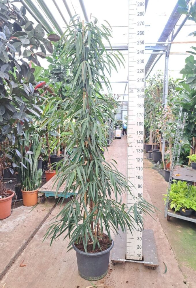 ficus ali