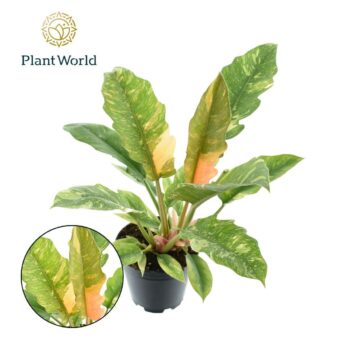 Philodendron narrow Ring of Fire
