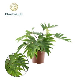Philodendron Mayoi P19