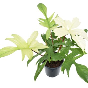 Philodendron Florida Ghost