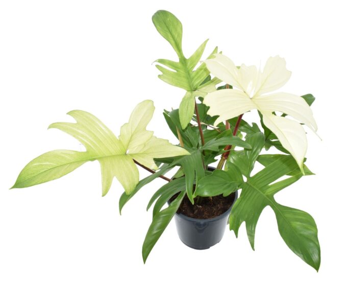 Philodendron Florida Ghost