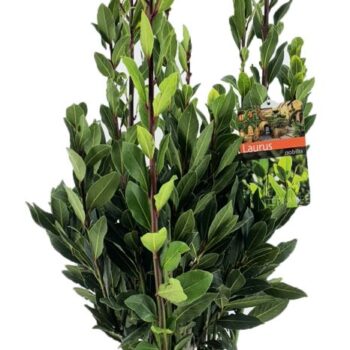 Laurus nobilis