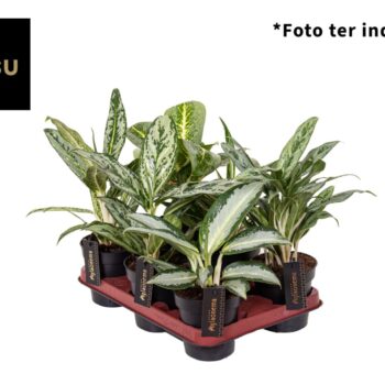 Aglaonema Green Mix