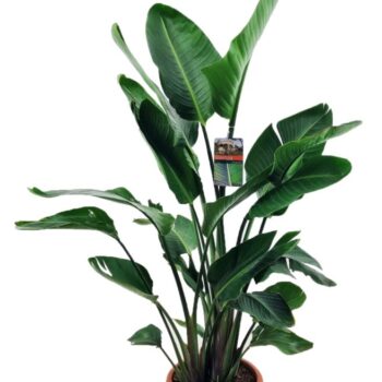 Strelitzia augusta