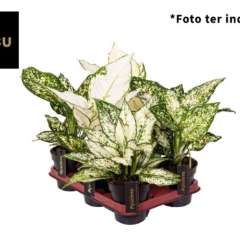 Aglaonema White Mix