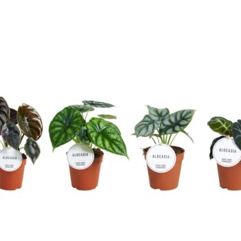 Alocasia Mix