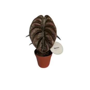 Alocasia Red Secret