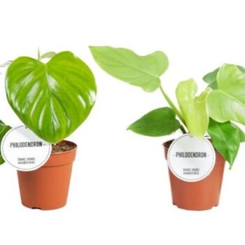 Philodendron Mix