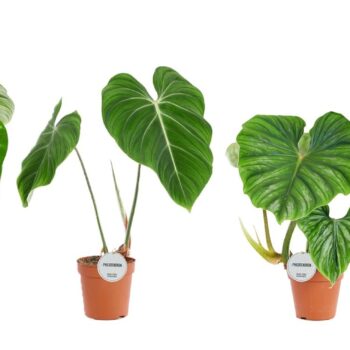 Philodendron Mix