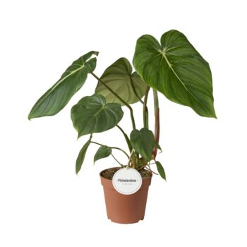 Philodendron Pastazanum