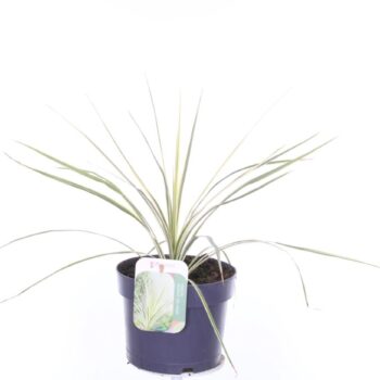 Cordyline australis Lime Passion