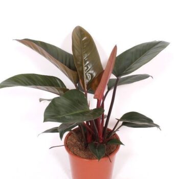 Philodendron Congo Red