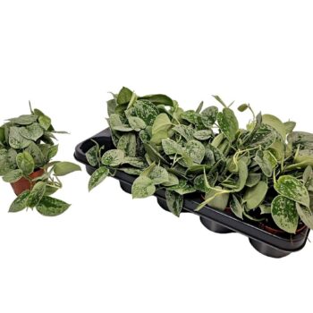 Scindapsus Silvery Ann
