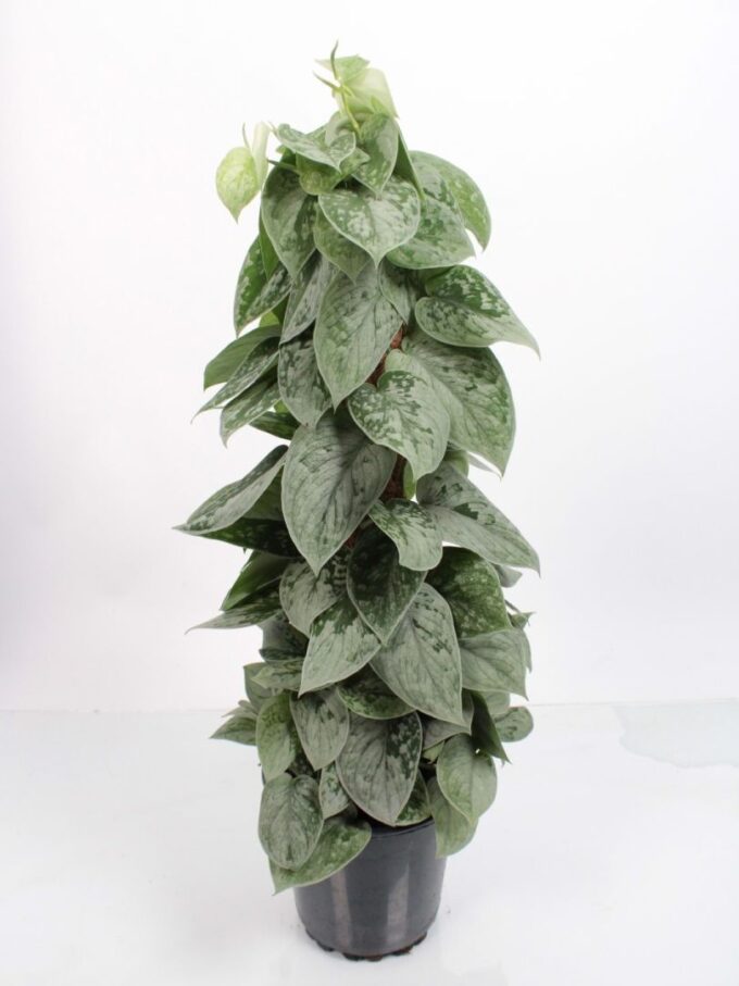 Scindapsus Silvery Ann