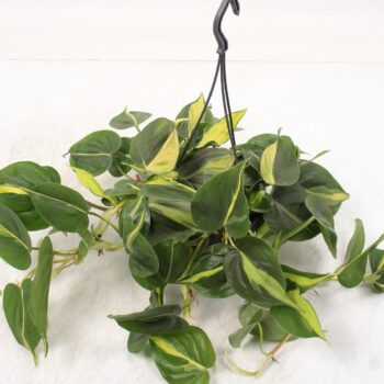 Philodendron Brasil hangpot