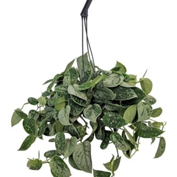 Scindapsus Silvery Ann