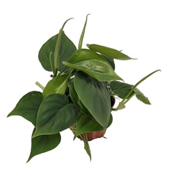 Philodendron Scandens