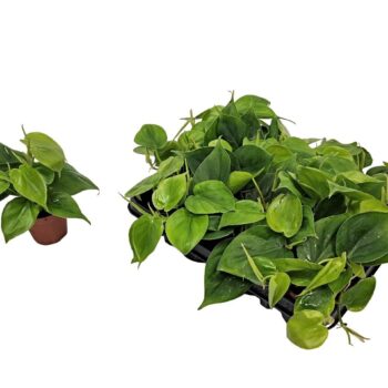 Philodendron Scandens