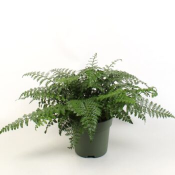 Asplenium Parvati