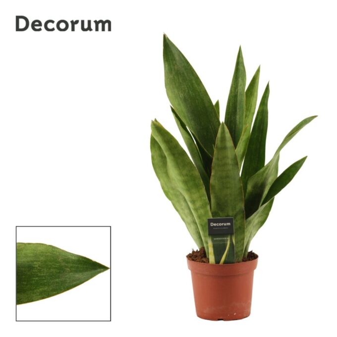 Sansevieria Aubrytiana Graylin